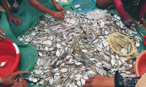 Kiếm bộn tiền với "đặc sản" kéo cá sau bão